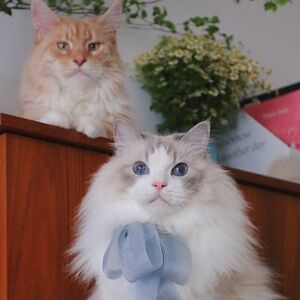 Meet your Posher, Margaret